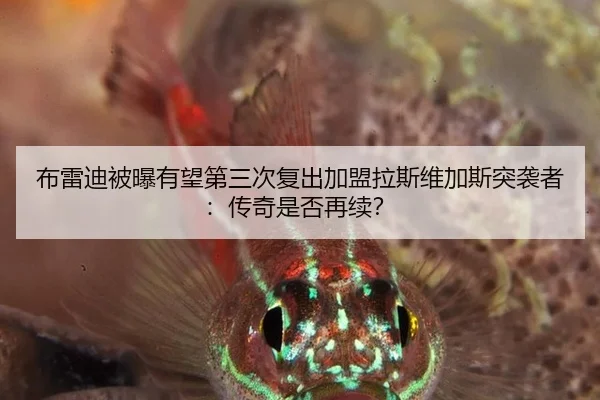 布雷迪被曝有望第三次复出加盟拉斯维加斯突袭者：传奇是否再续？